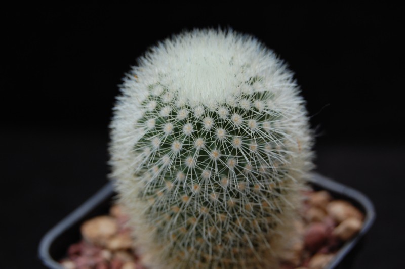 Mammillaria spinosissima ssp. pilcayensis ML 26