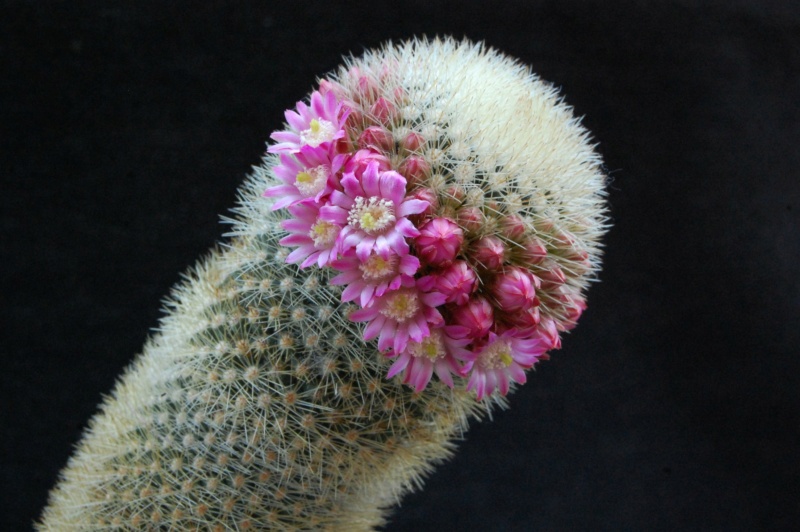 Mammillaria spinosissima ssp. pilcayensis ML 26