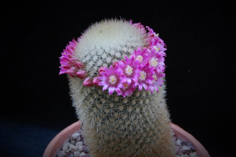 Mammillaria spinosissima ssp. pilcayensis ML 26