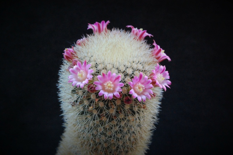 Mammillaria spinosissima ssp. pilcayensis ML 26