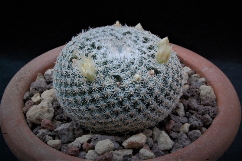 Mammillaria formosa ssp. microthele REP 1267