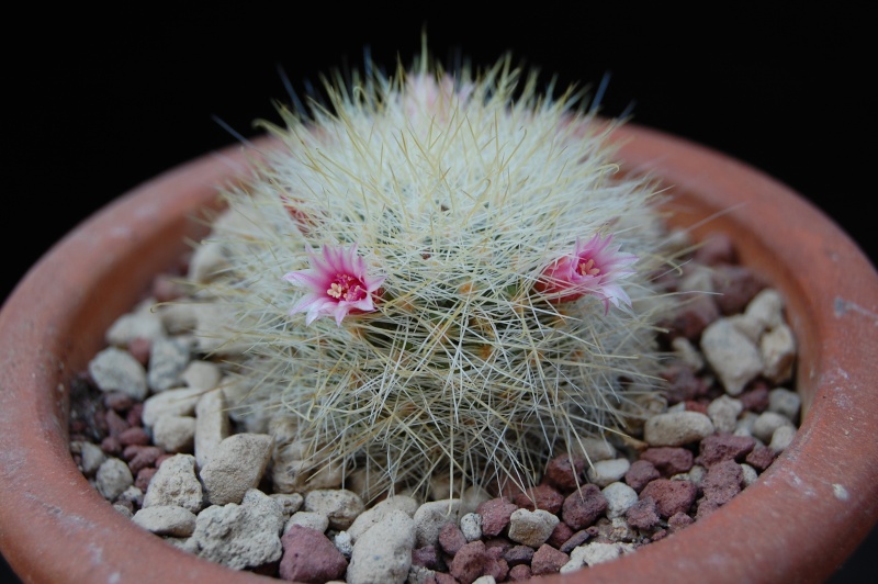 Mammillaria manana 