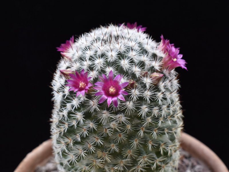 Mammillaria monticola ROG 071