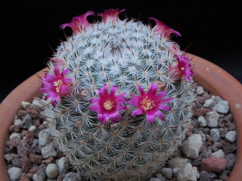 Mammillaria monticola ROG 71