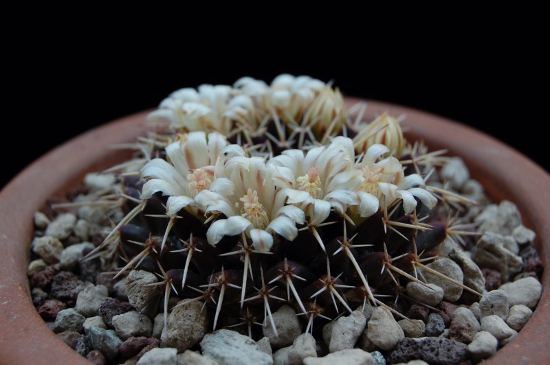 Mammillaria centricirrha RS 1318