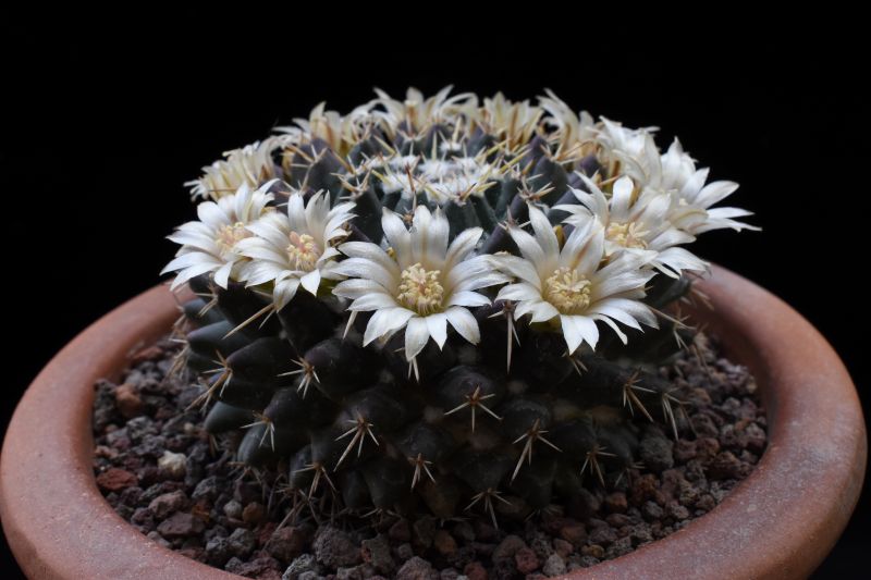 Mammillaria centricirrha RS 1318