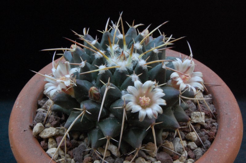 Mammillaria centricirrha RS 1318