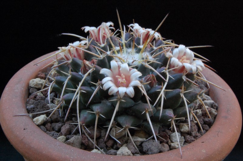 Mammillaria centricirrha RS 1318