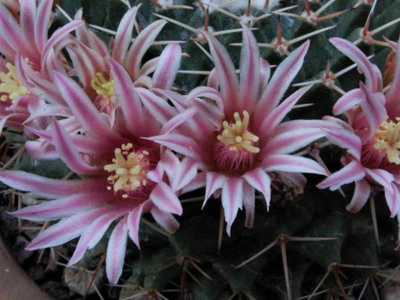 Mammillaria roseoalba ROG 589