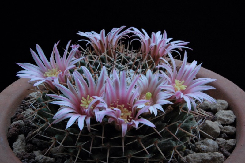 Mammillaria roseoalba ROG 589