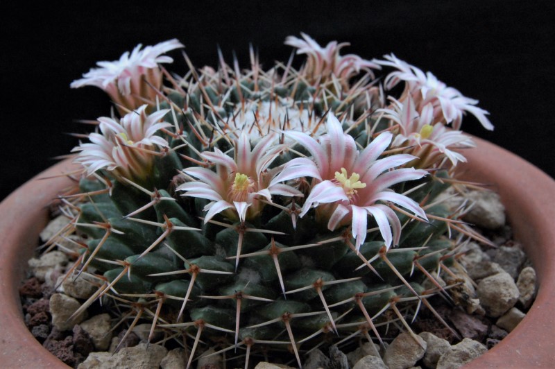 Mammillaria roseoalba ROG 589