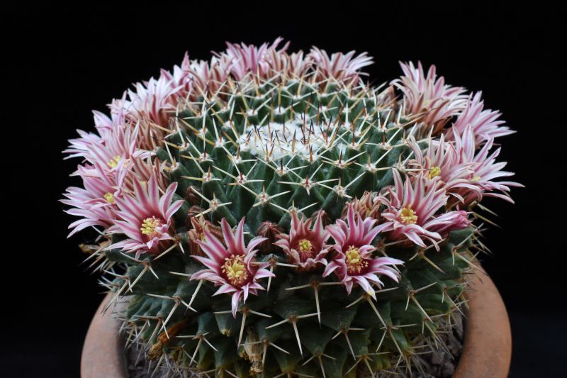 Mammillaria roseoalba ROG 589