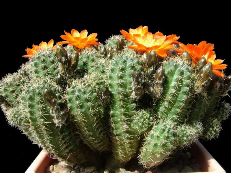 rebutia steinmannii v. rauschii