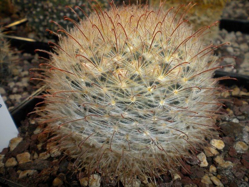 Mammillaria pennispinosa 