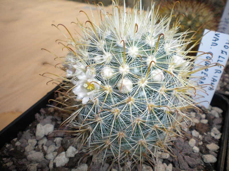 Mammillaria cowperae ROG509