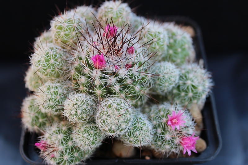 Mammillaria vetula ssp. gracilis cv. roi baudoin yonneux 