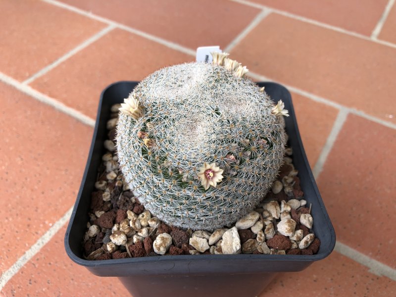 mammillaria microthele v. superfina