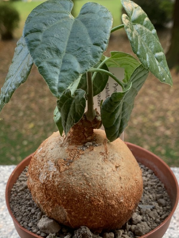 Pyrenacantha malvifolia 
