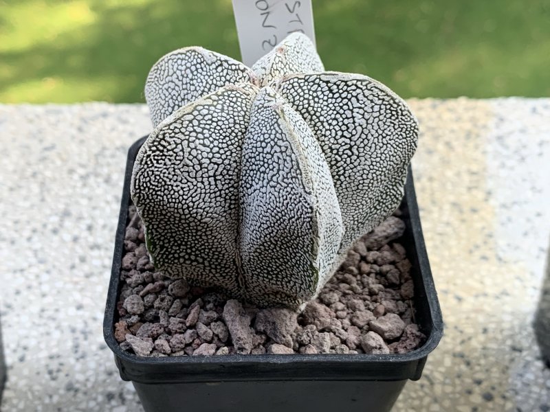 Astrophytum myriostigma cv. onzuka 