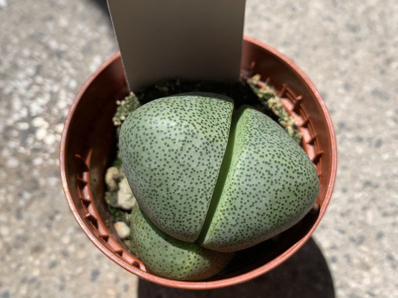 Pleiospilos nelii 