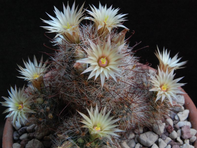 Mammillaria barbata 