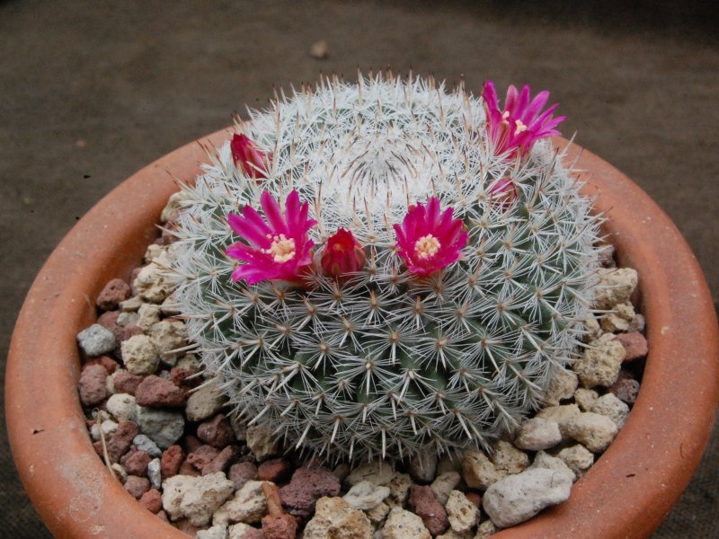 Mammillaria infernillensis 