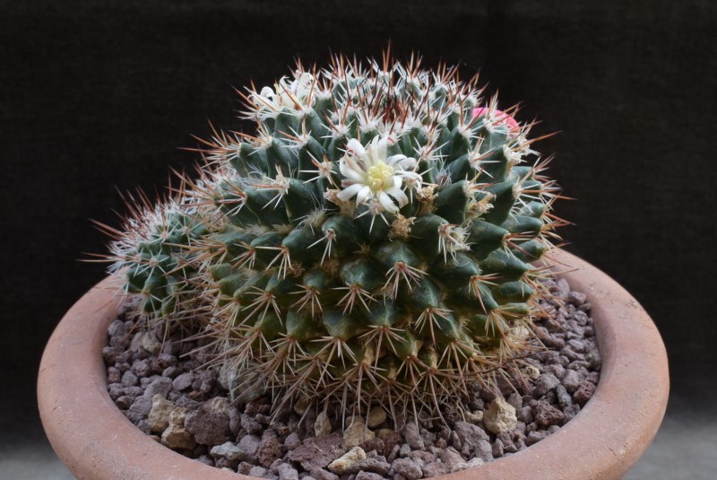 Mammillaria voburnensis v. quetzalcoatl 