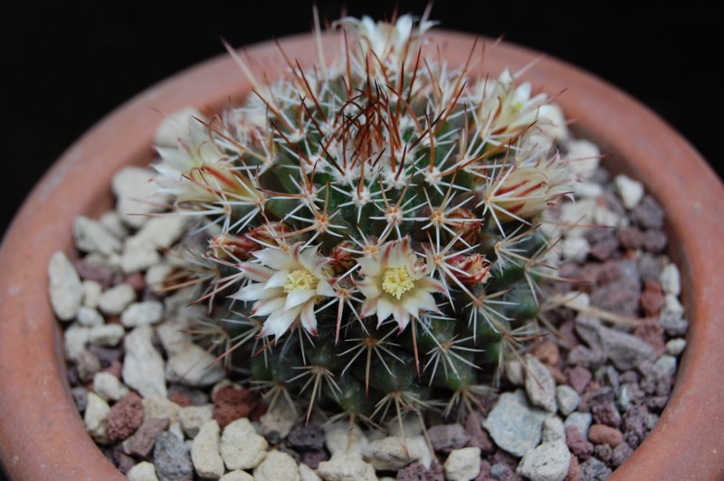 Mammillaria voburnensis v. quetzalcoatl 