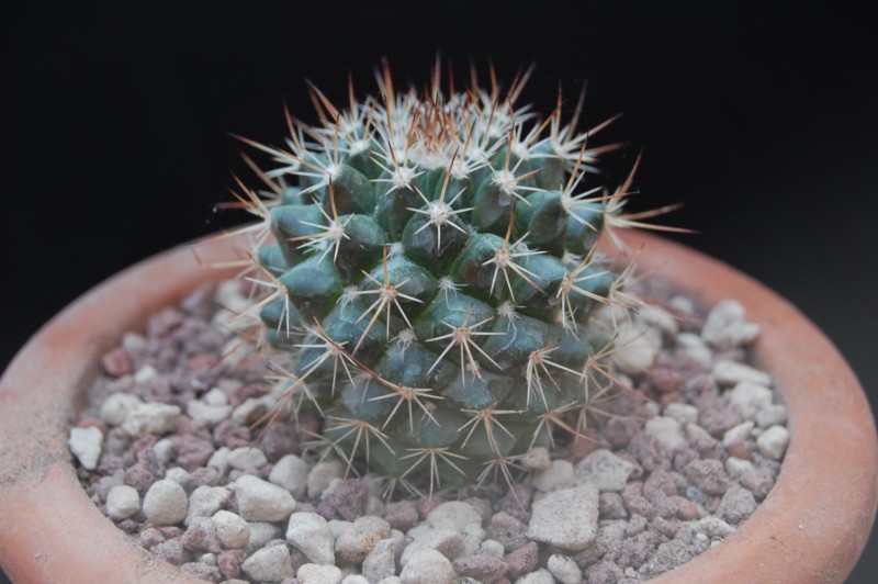 Mammillaria voburnensis v. quetzalcoatl 