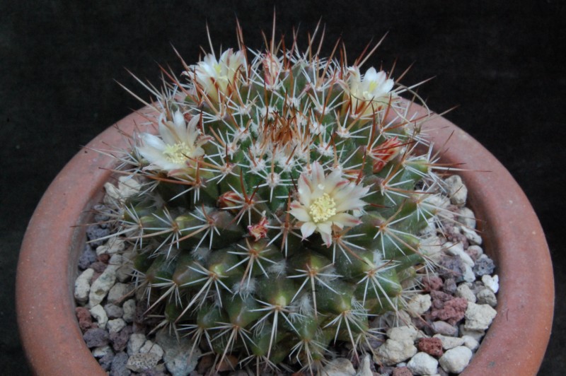 Mammillaria voburnensis v. quetzalcoatl 