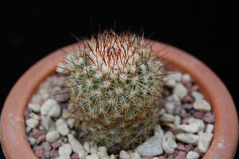 Mammillaria neopalmeri 