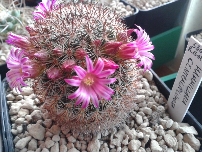 Mammillaria centraliplumosa 