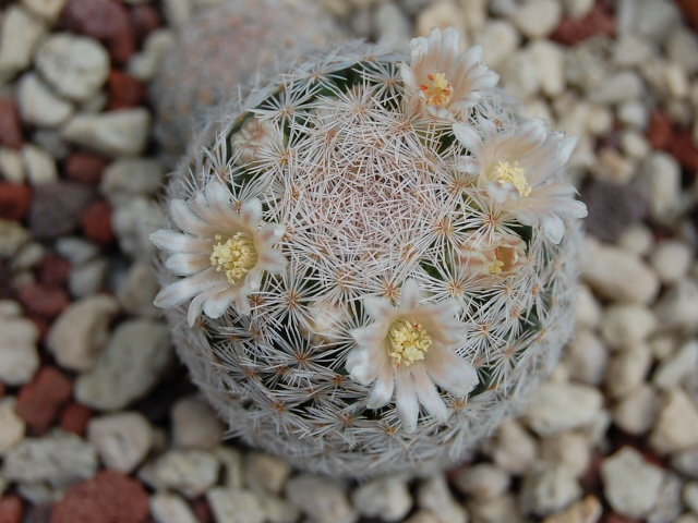 Mammillaria magallanii 