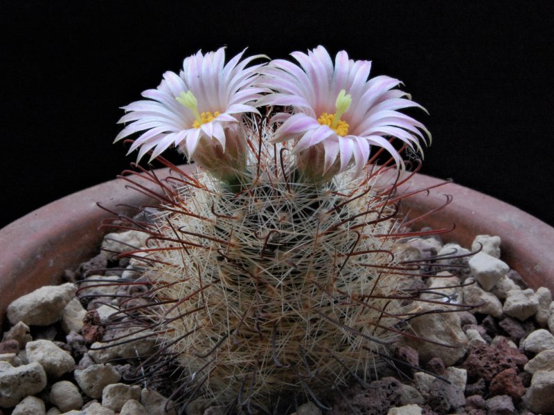 Mammillaria wrightii ssp. wilcoxii LAU 1079