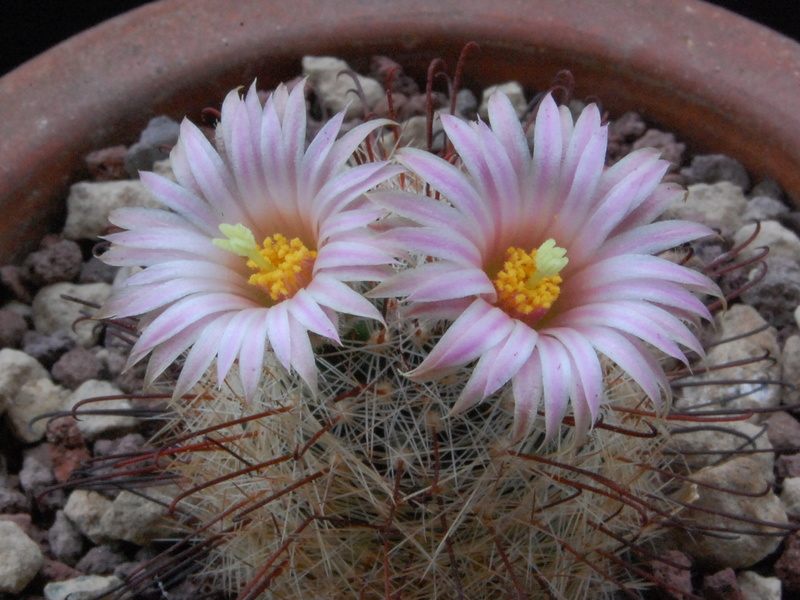 Mammillaria wrightii ssp. wilcoxii LAU 1079