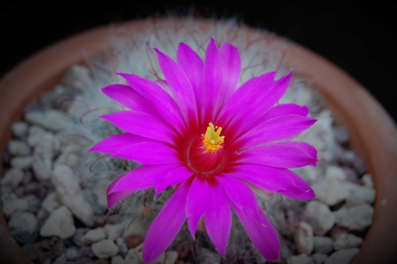 Mammillaria guelzowiana JL 410