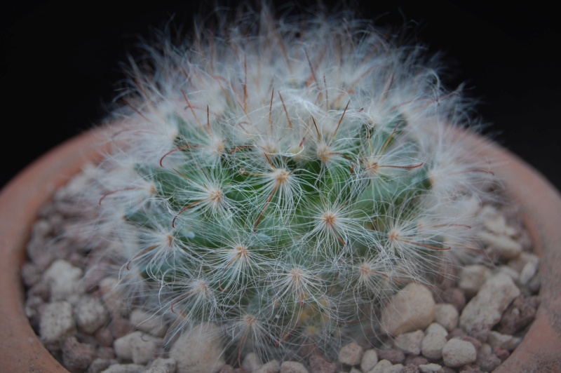 Mammillaria guelzowiana JL 410