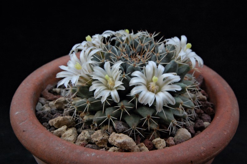 Mammillaria aff. roseoalba 