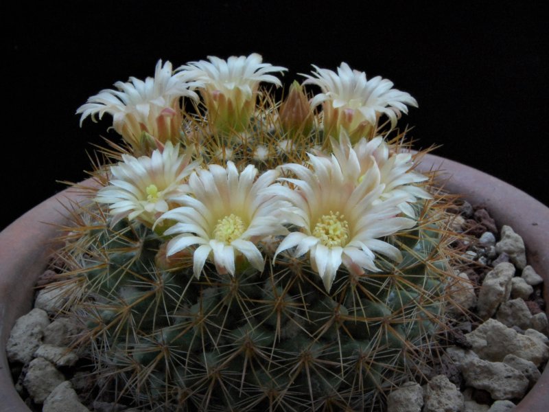 Mammillaria canelensis 