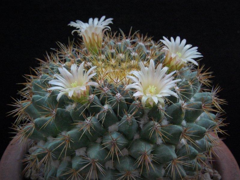 Mammillaria canelensis 