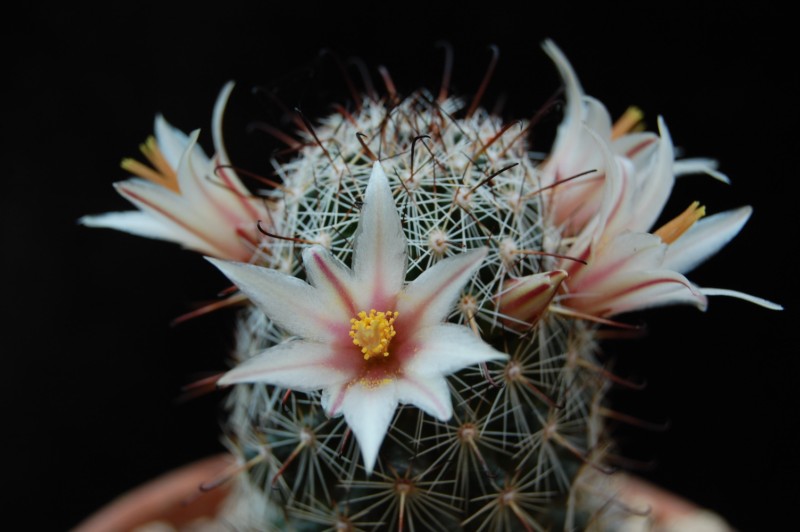 Mammillaria bullardiana 