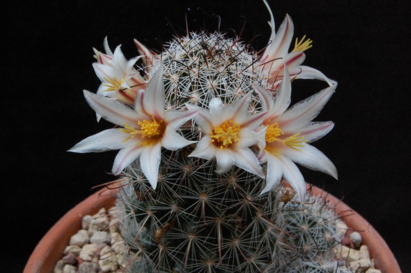 Mammillaria bullardiana 
