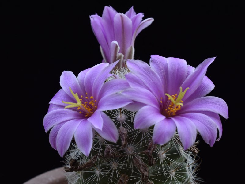 Mammillaria boolii SB 433