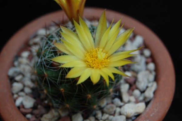 Mammillaria melaleuca 