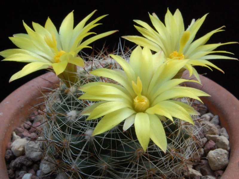 Mammillaria melaleuca 