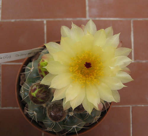 Notocactus crassigibbus 