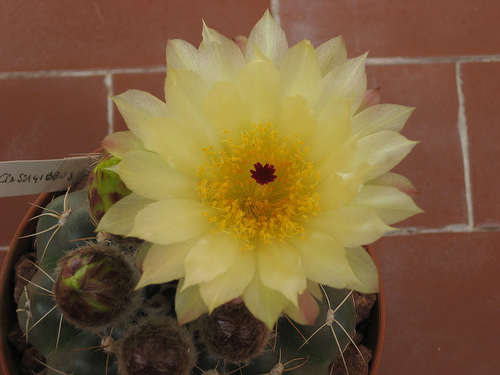 Notocactus crassigibbus 