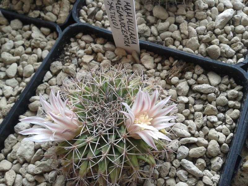 Mammillaria melanocentra 