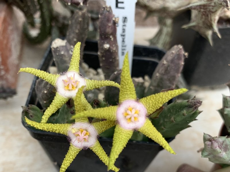 Stapelia flavopurpurea 