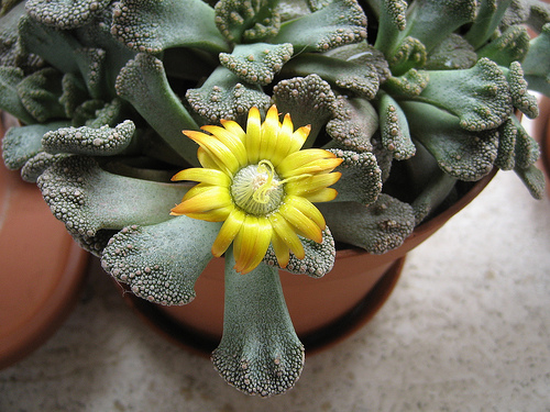 Titanopsis calcarea 